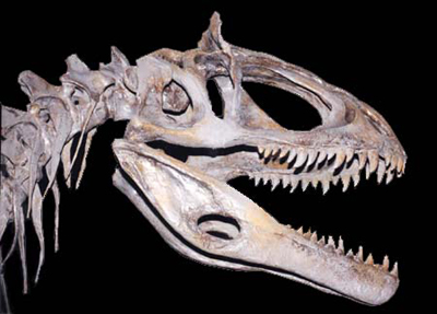 クリロフォサウルス