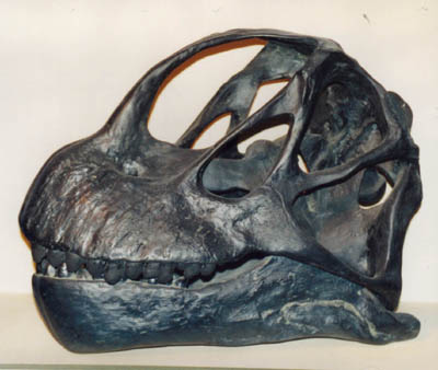 カマラサウルス