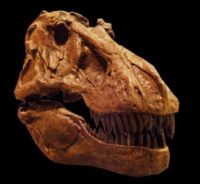 T-rex(AMNH5027)
