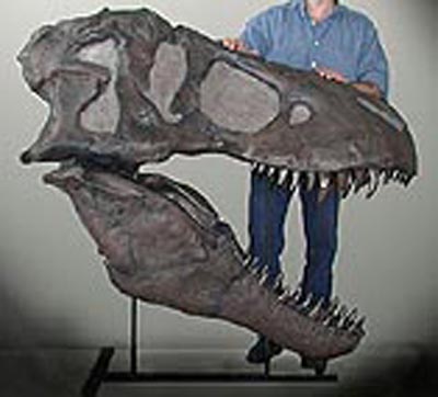 ティラノサウルス(T.E）