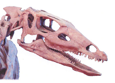 テスケロサウルス