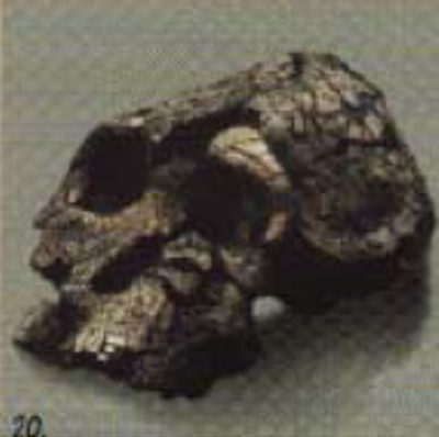ケニヤントロプス　プラテオプス