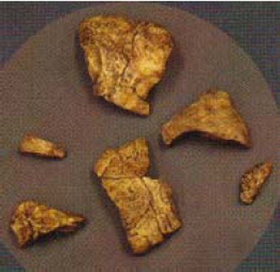 Lucy cranium fragments