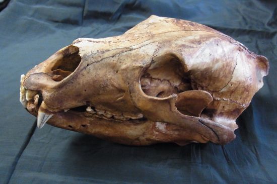 グリズリーベア頭骨実物化石