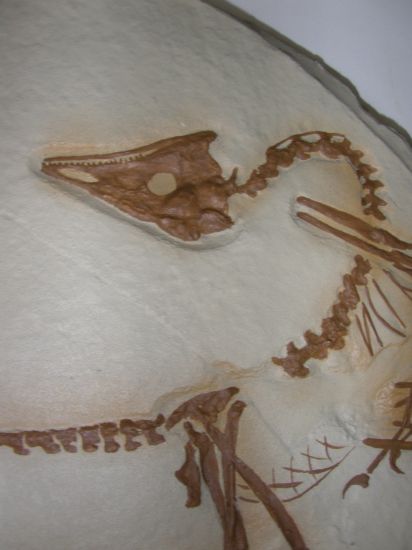 始祖鳥板状化石レプリカ（アイヒシュテット標本）