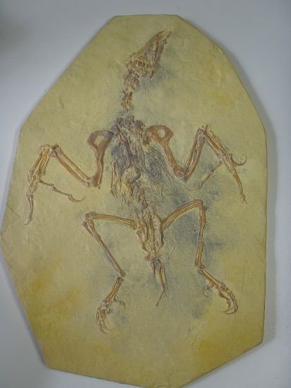 超貴重な孔子鳥化石、 - iplace.co.il