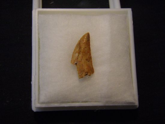 ドロマエオサウルス実物歯化石③